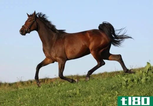 Horses may be fitted with special shoes to improve their gait when cantering or galloping.