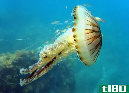 Jellyfish live in coral reefs.