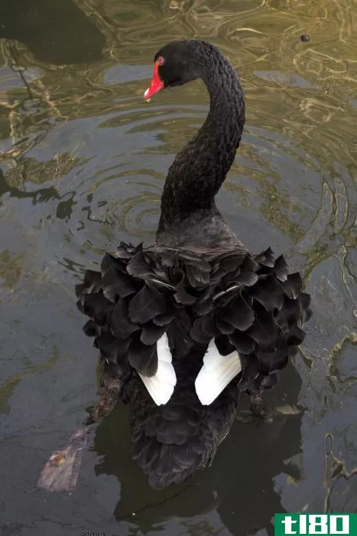 The long neck of the black swan, which has 25 vertebrae, helps it feed underwater.