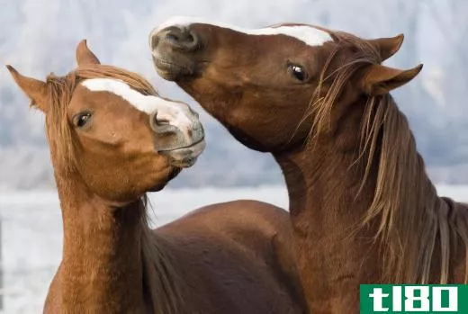 Horse breeders have started to select specific traits through cross breeding, causing distinct breeds of horse to emerge.