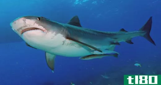A bull shark is one of three species that will attack humans.