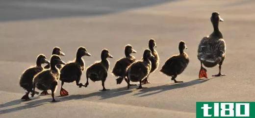 Numerous duck species are descended from wild mallard ducks.