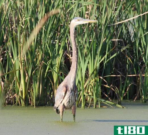 The great blue heron, which can grow up to four feet in height, wades into shoreline waters to feed.