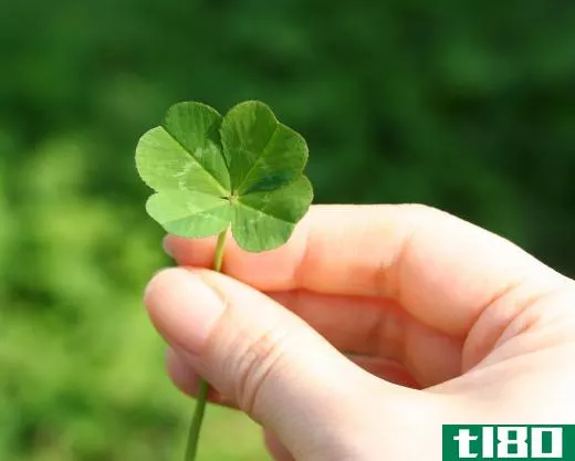 Four-leaf clovers are associated with good luck.