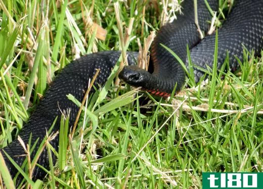 "Black snake" may refer to the red-bellied black snake that can be found in Australia.