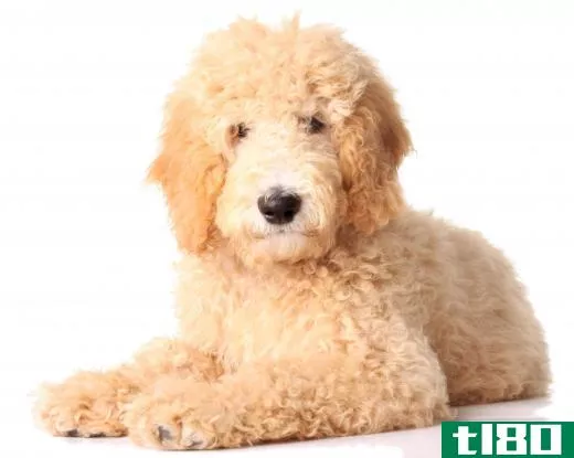 The Goldendoodle is a more recent cross breed that has become popular.