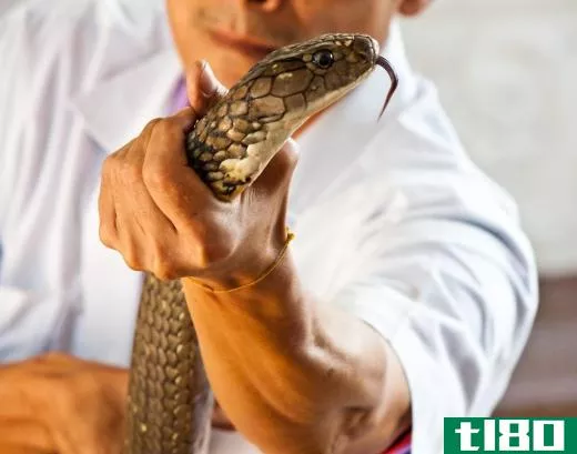 The monocled cobra is often used by snake charmers.