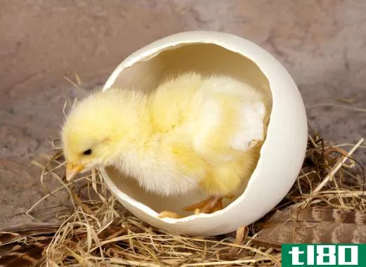 Chickens actually lay eggs to reproduce, as a fertilized egg will bear a chick.