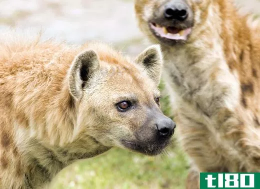 Hyenas are native to Africa and Asia, and may live alone or in large groups.