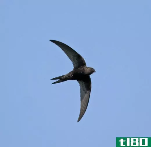 Often seen in flocks, the little swift spends much of its time at high altitudes, where it does a good deal of its hunting.