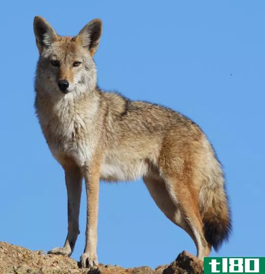 Coyotes are native to North and Central America.