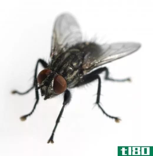 Houseflies belong to the insect Order Diptera.