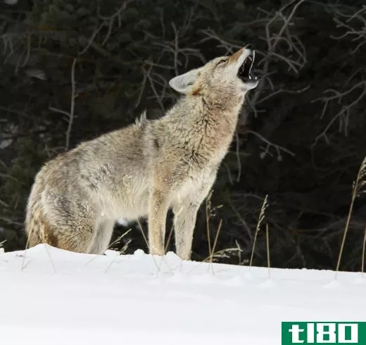 Coyotes are well known for their howling.