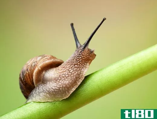 A garden snail is a gastropod.