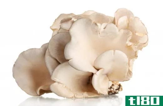 Oyster mushrooms.