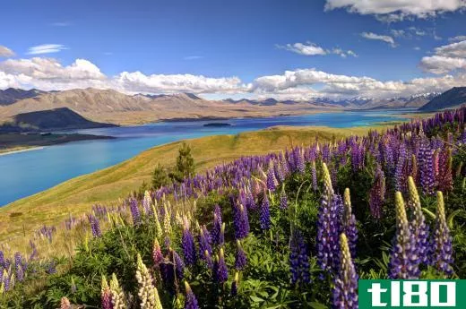 New Zealand's varied and rich terrain make it a natural home for diverse species.