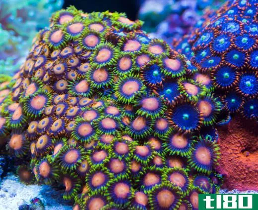 The bright colors exhibited by most species of coral provide excellent camouflage opportunities for marine species.