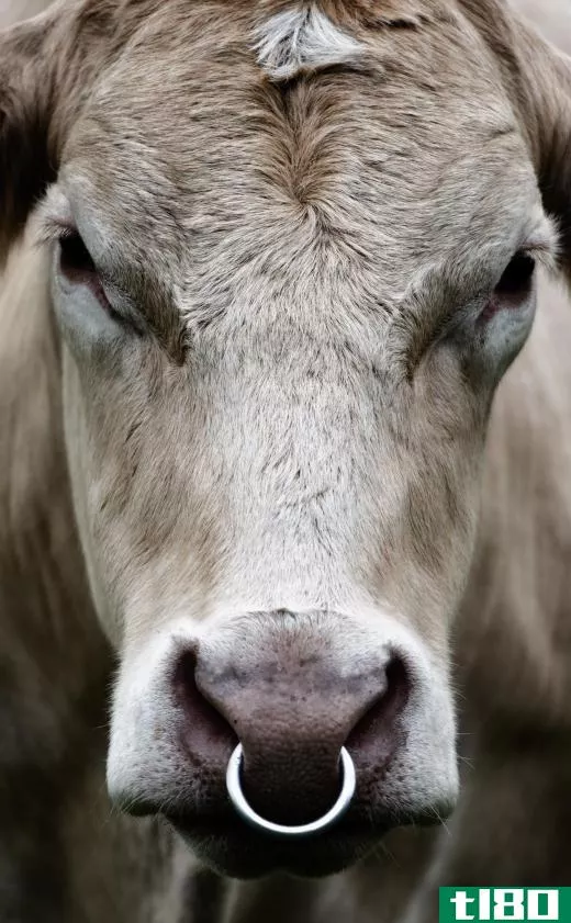 Uncastrated adult male bovines are called bulls.