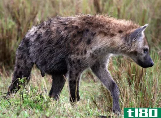 The spotted hyena is the most famous representative of the family Hyaenidae.