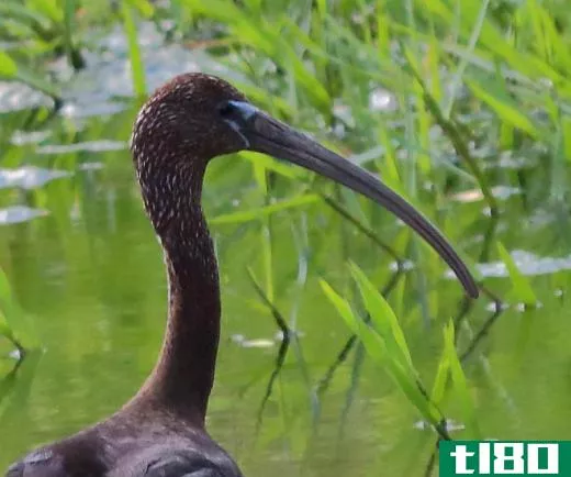 The glossy ibis is noted for a long, curving beak that is used to catch a variety of prey.