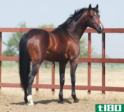 In addition to cold blooded and hot blooded horses, there are warmblood ones, such as the Trakehner.