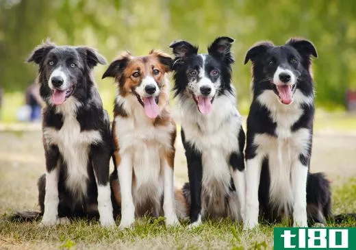 Border Collies are extremely intelligent and easy to train.