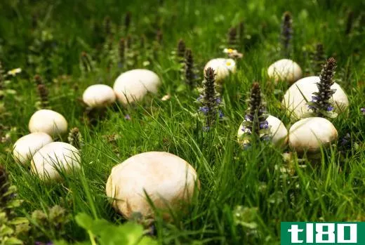 Each year, a fairy ring gets larger.