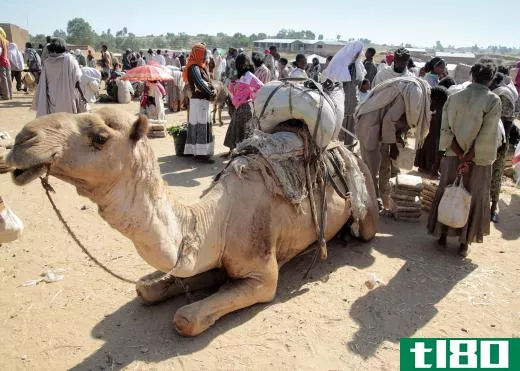 Native to Asia, camels are believed to have been domesticated by humans some 4,000 years ago.