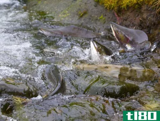 Coho salmon migrate back to their birthplace in order to spawn.