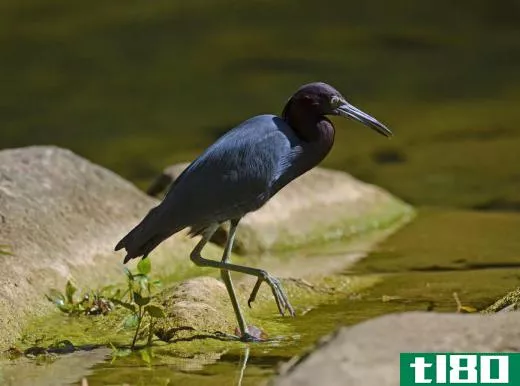 The little blue heron, egret caerulea, is a small, intensely blue wading bird that can be found in the south-eastern United States, as well as Central and South America.