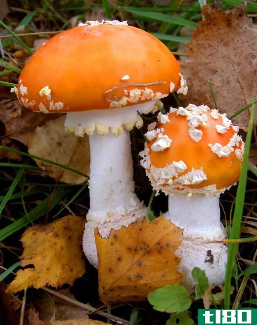 Many different kinds of mushrooms can form a fairy ring.