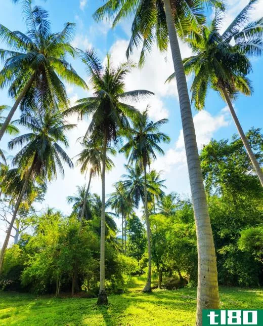 A coconut palm tree produces coconuts.