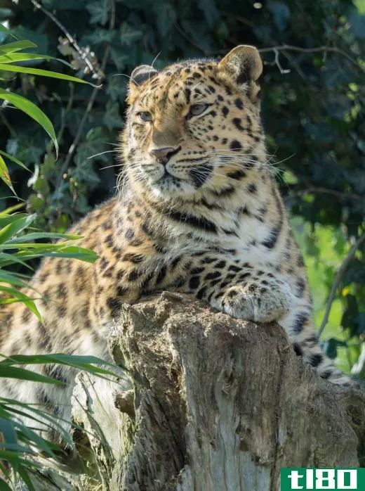 Jaguars are the largest big cats in the Americas.