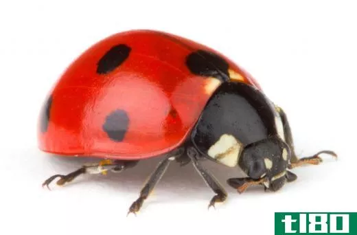 It is likely that ladybugs are considered lucky because they eat crop pests.