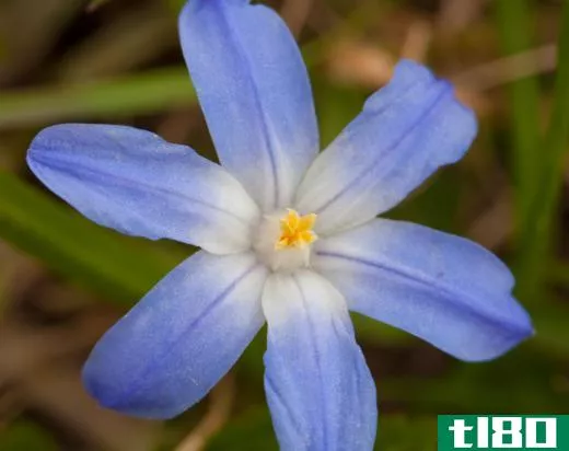 Like a cornflower, siberian squill is native to Eurasia.