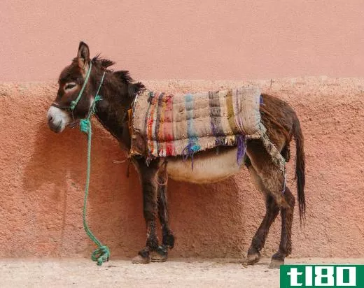 Donkeys are characterized as being very stubborn animals.