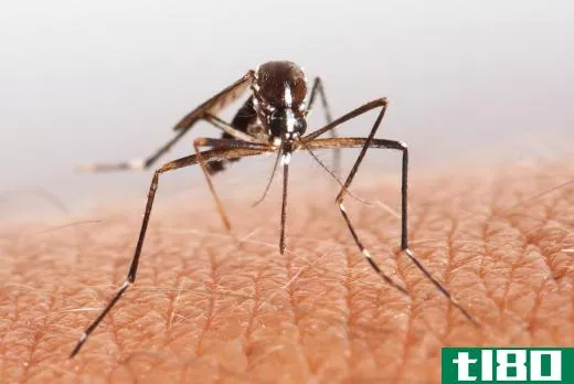 Disease-bearing mosquitoes might run rampant in an unhealthy environment.