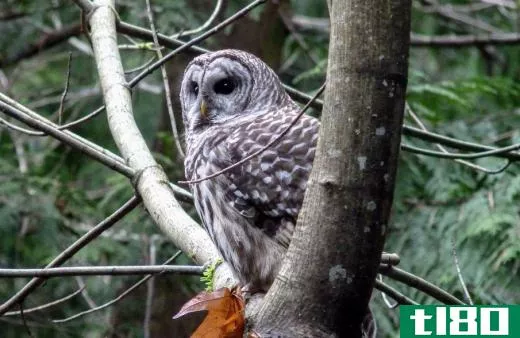The hoot owl is also known as the barred owl.