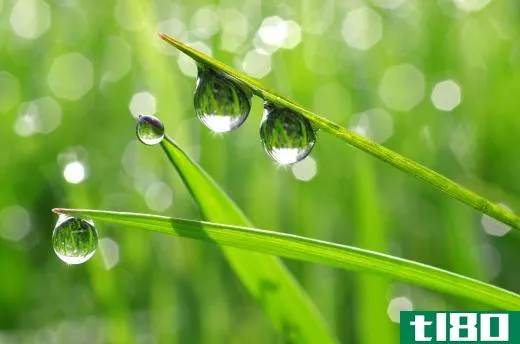 Dew is a smaller version of the hydrologic cycle.
