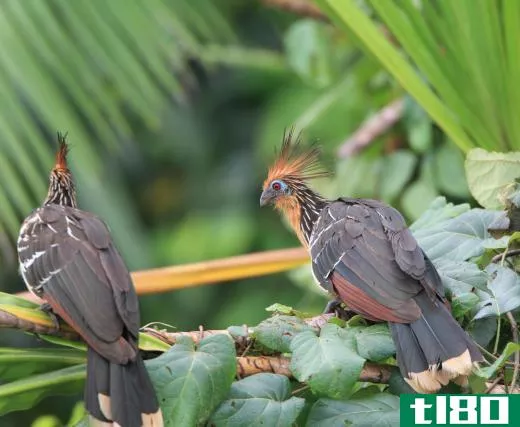 A hoatzin is a type of tropical bird that is found in South America.