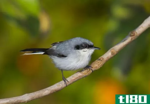 Gnatcatchers are related to wrens.