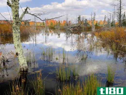 Wetlands can act as filters, reducing acid mine drainage pollution.