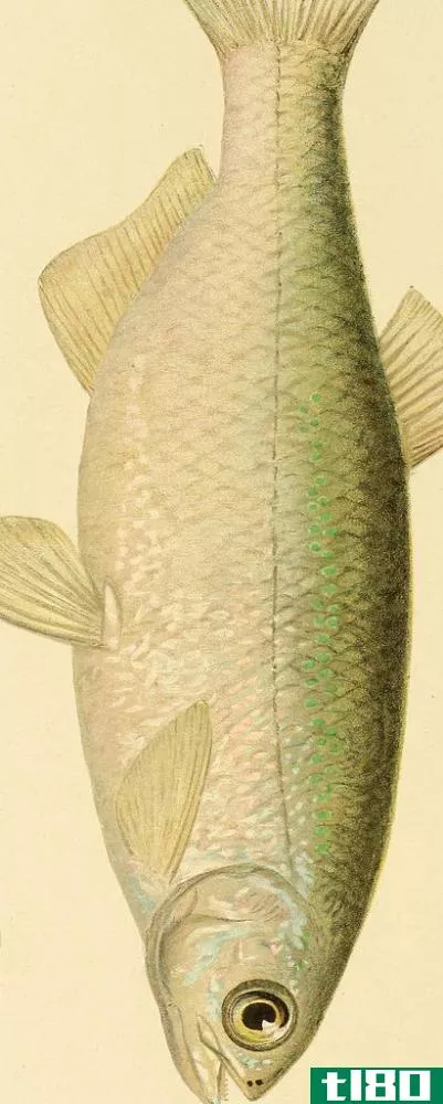 A golden shiner generally has a golden or silvery sheen to its body.