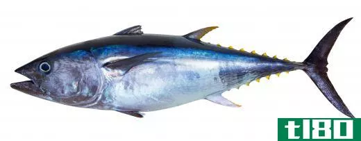 Albacore are large fish in the tuna family.