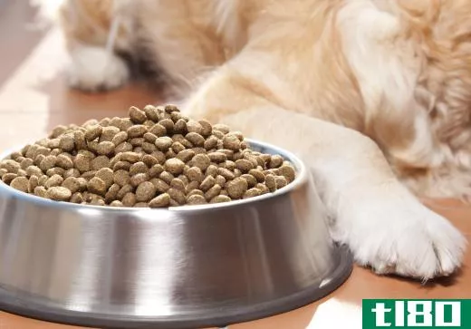 Dog food that is high in vegetable content is best for a Japanese Chin.