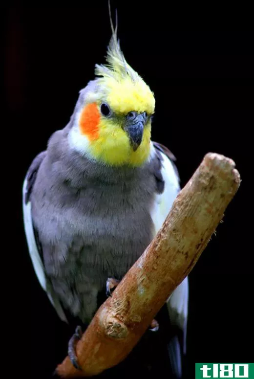 Though wild cockatiels are usually gray, domesticated examples may display a variety of colors.