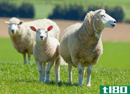 Border collies were originally bred to herd sheep.