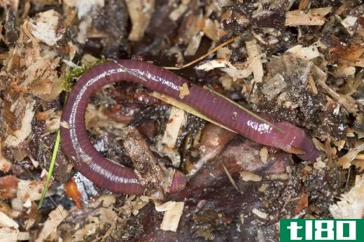 Garter snakes eat earthworms.
