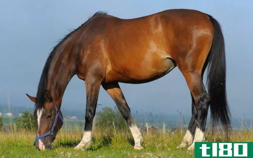 German Warmblood horses must pass various physical and temperament tests before they are approved for breeding.
