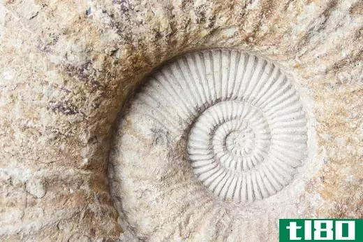Fossils are analyzed to discover more about the history of life on Earth.